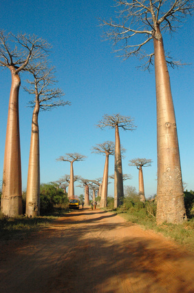 L'Essentiel - Baobabs